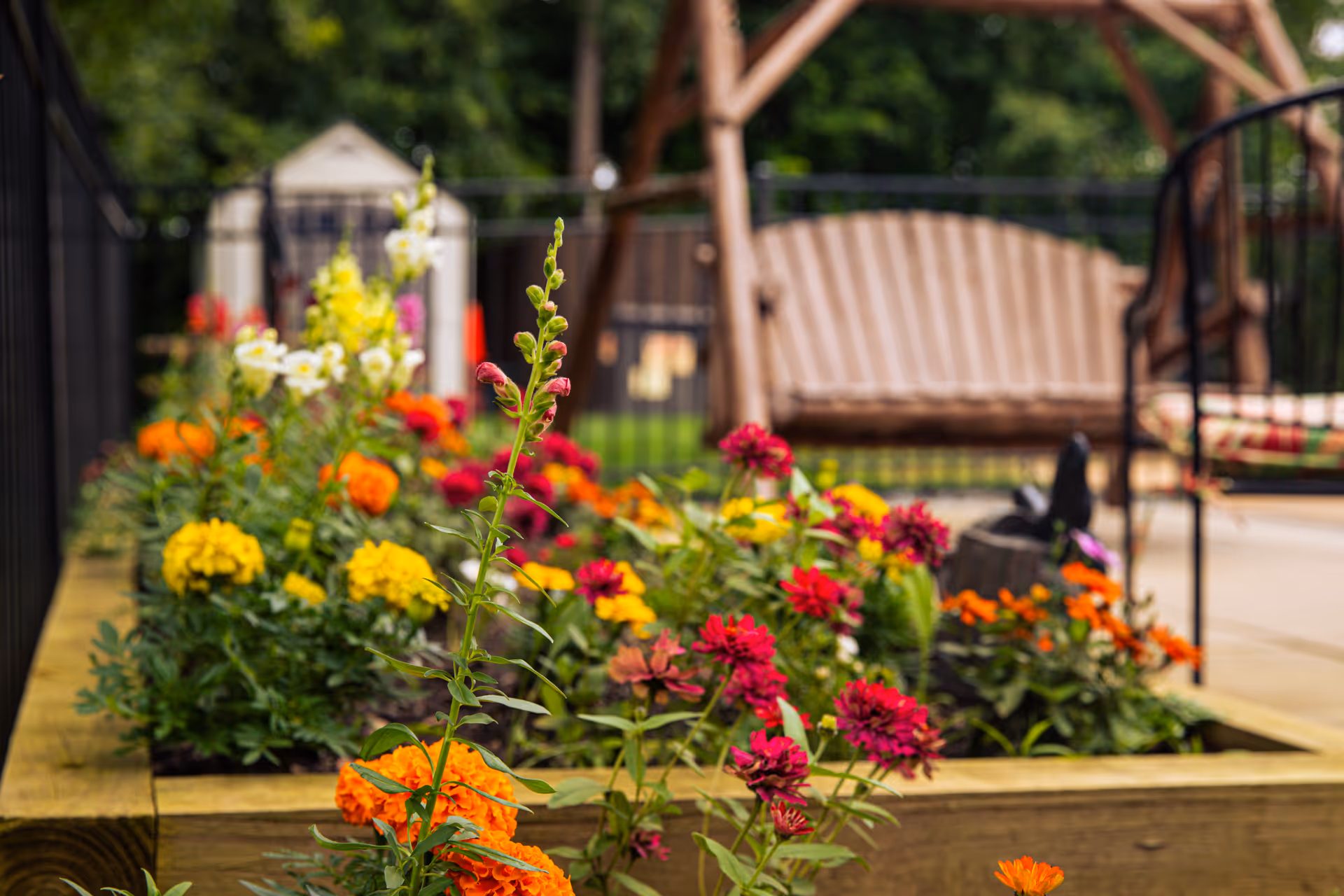 A raised wooden garden bed filled with colorful flowers including yellow, orange, red, and white blooms. In the background, there is a wooden swing bench and a small shed, with a black metal fence enclosing the area.