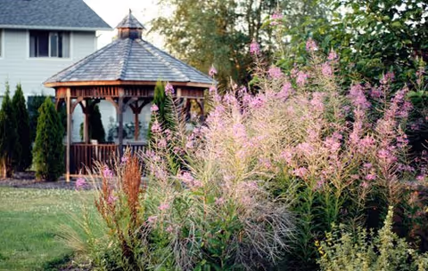 Wooden gazebo in a garden with tall pink wildflowers and a house in the background.