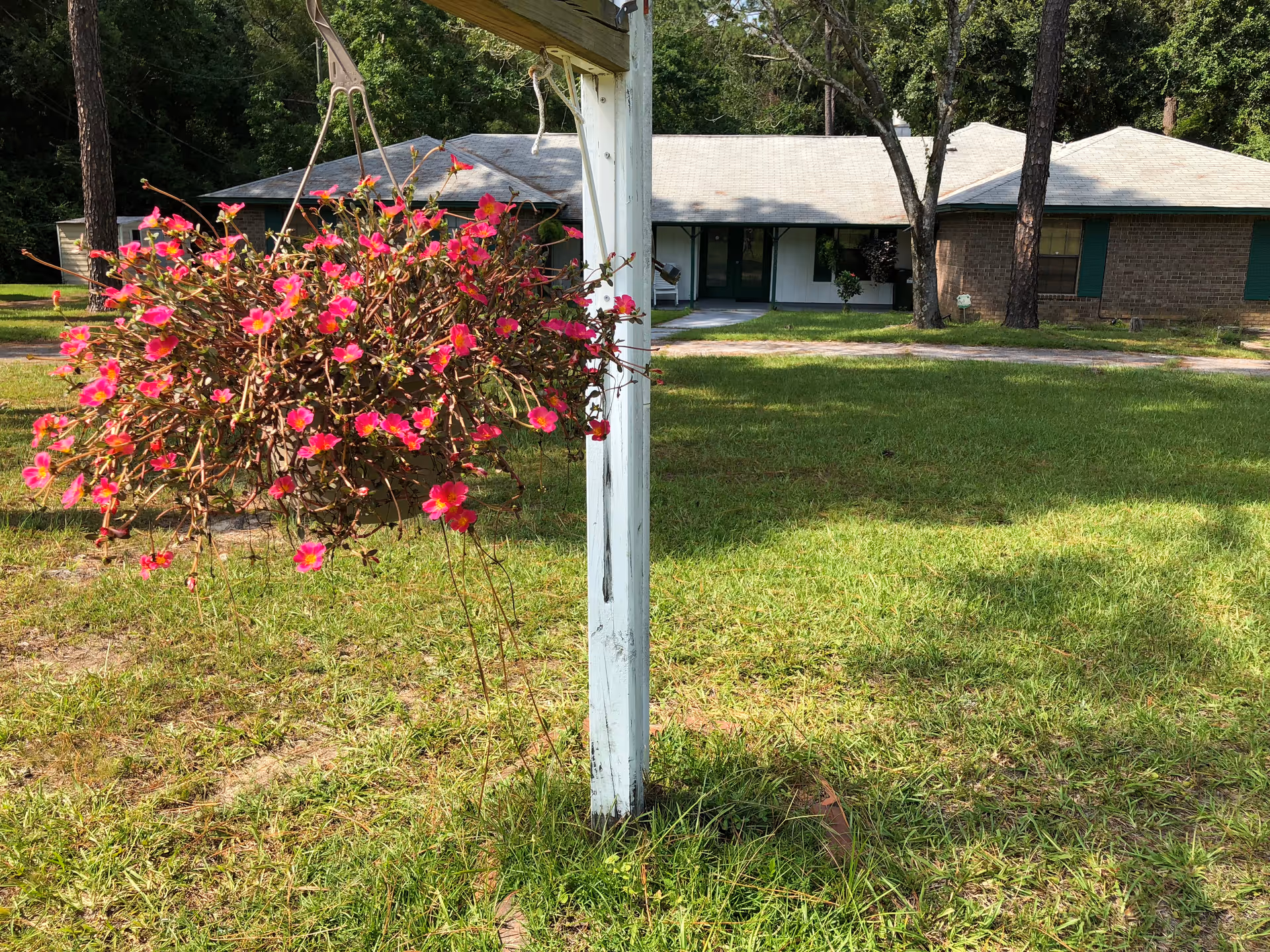 A hanging basket filled with vibrant pink flowers in the foreground, with a single-story building with a light-colored roof and green-trimmed windows and doors in the background, surrounded by grass and trees.
