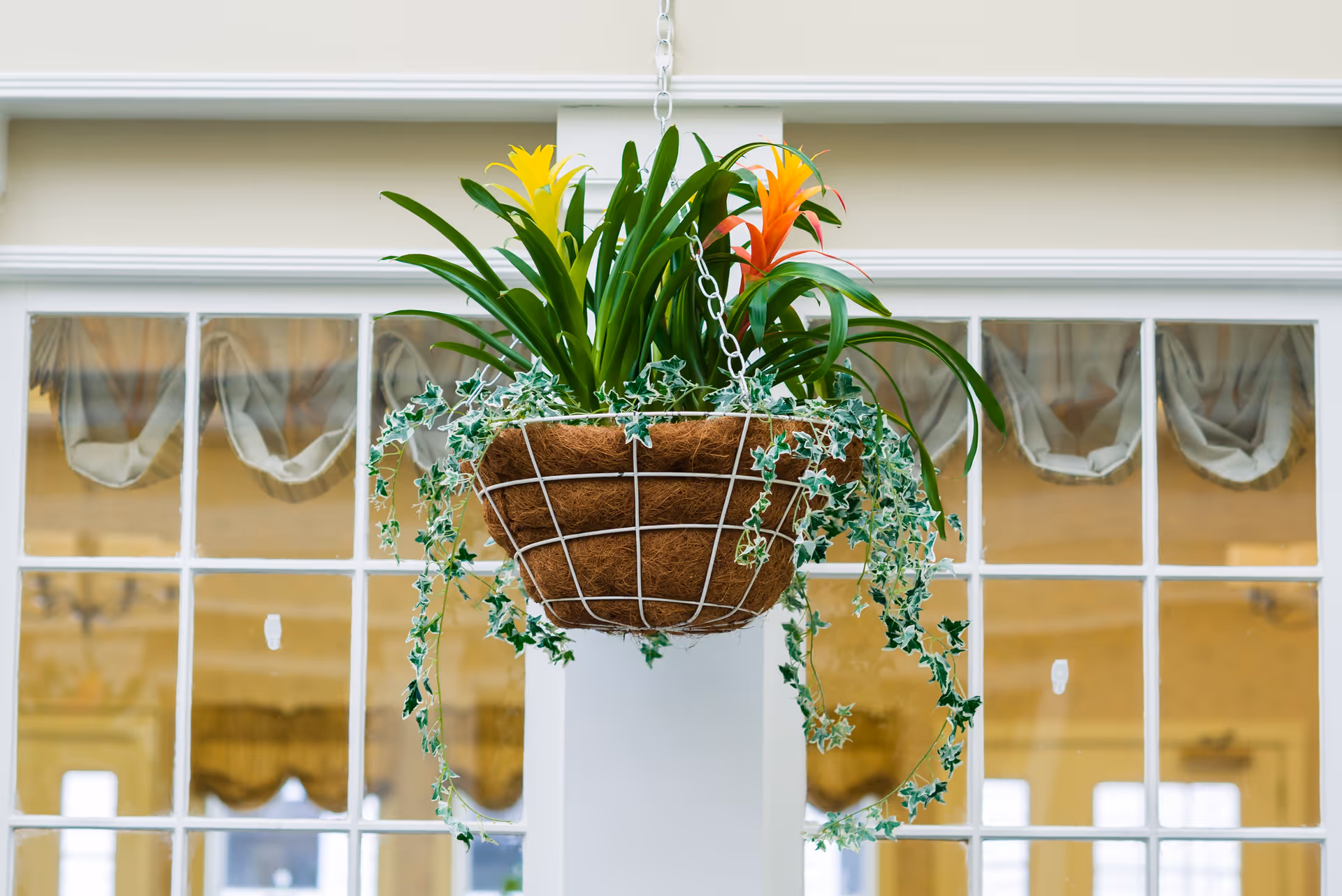 A hanging basket planter with green leafy plants and yellow and orange flowers, suspended indoors in front of a window with white frames and beige curtains.