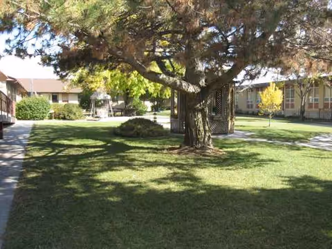 A grassy courtyard with a large tree in the foreground and building wings in the background.