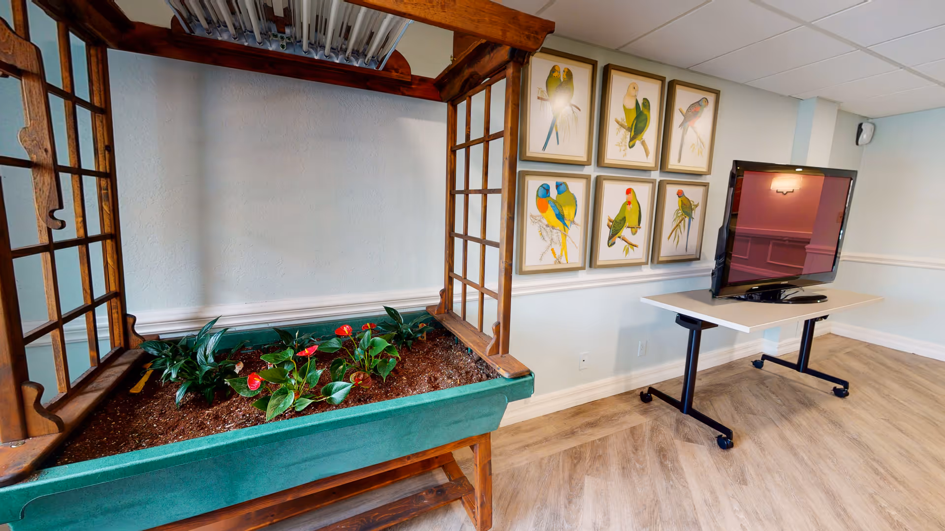 An indoor space featuring a raised green planter box with small plants and red flowers, framed by a wooden trellis structure. On the adjacent wall, there are six framed pictures of colorful birds arranged in two rows. A flat-screen TV is placed on a white table with black legs and wheels, positioned against a light blue wall with white trim. The floor is covered with light wood-patterned flooring.