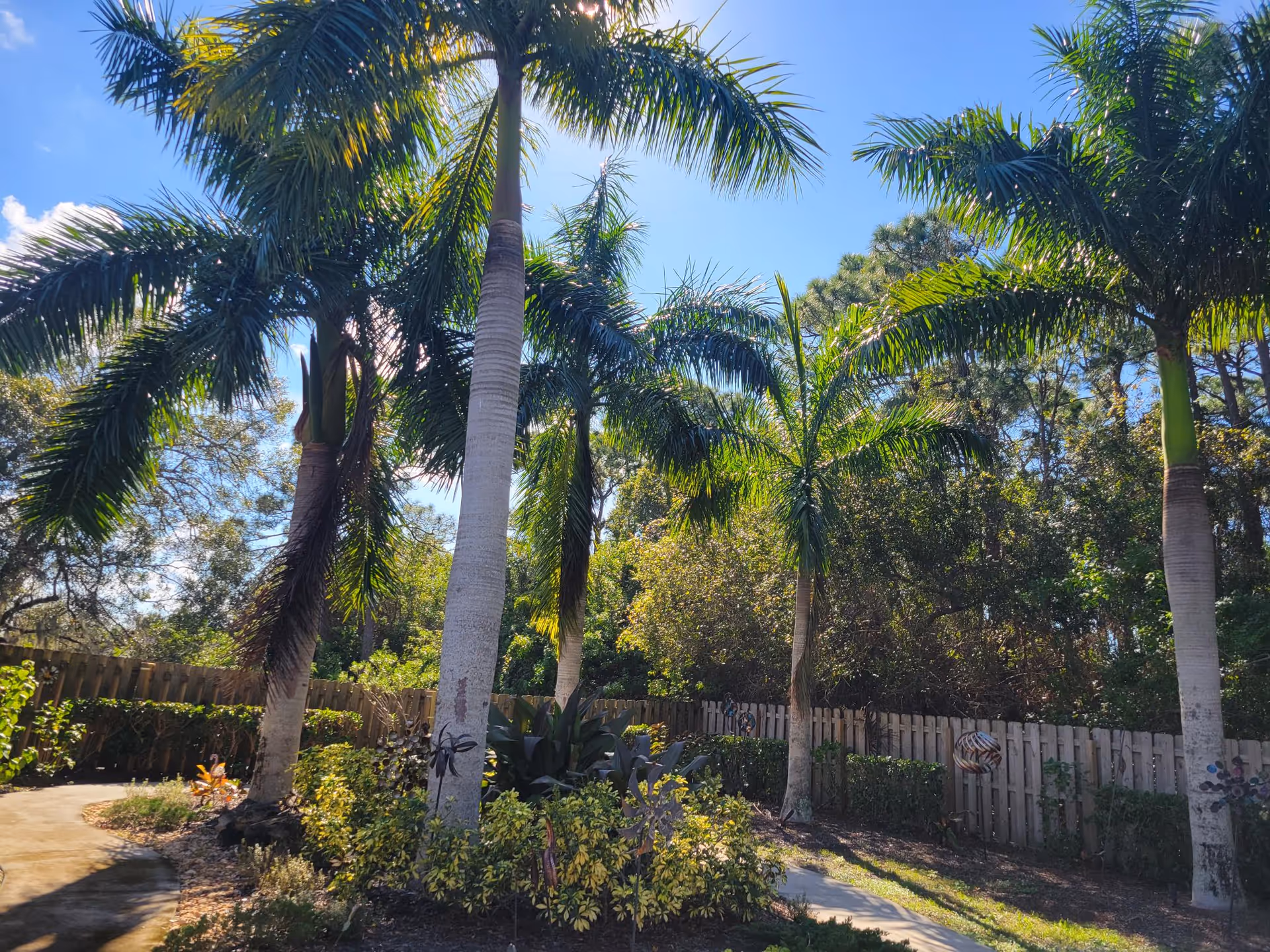A sunny outdoor garden area with tall palm trees, various shrubs, and a wooden fence in the background under a clear blue sky.
