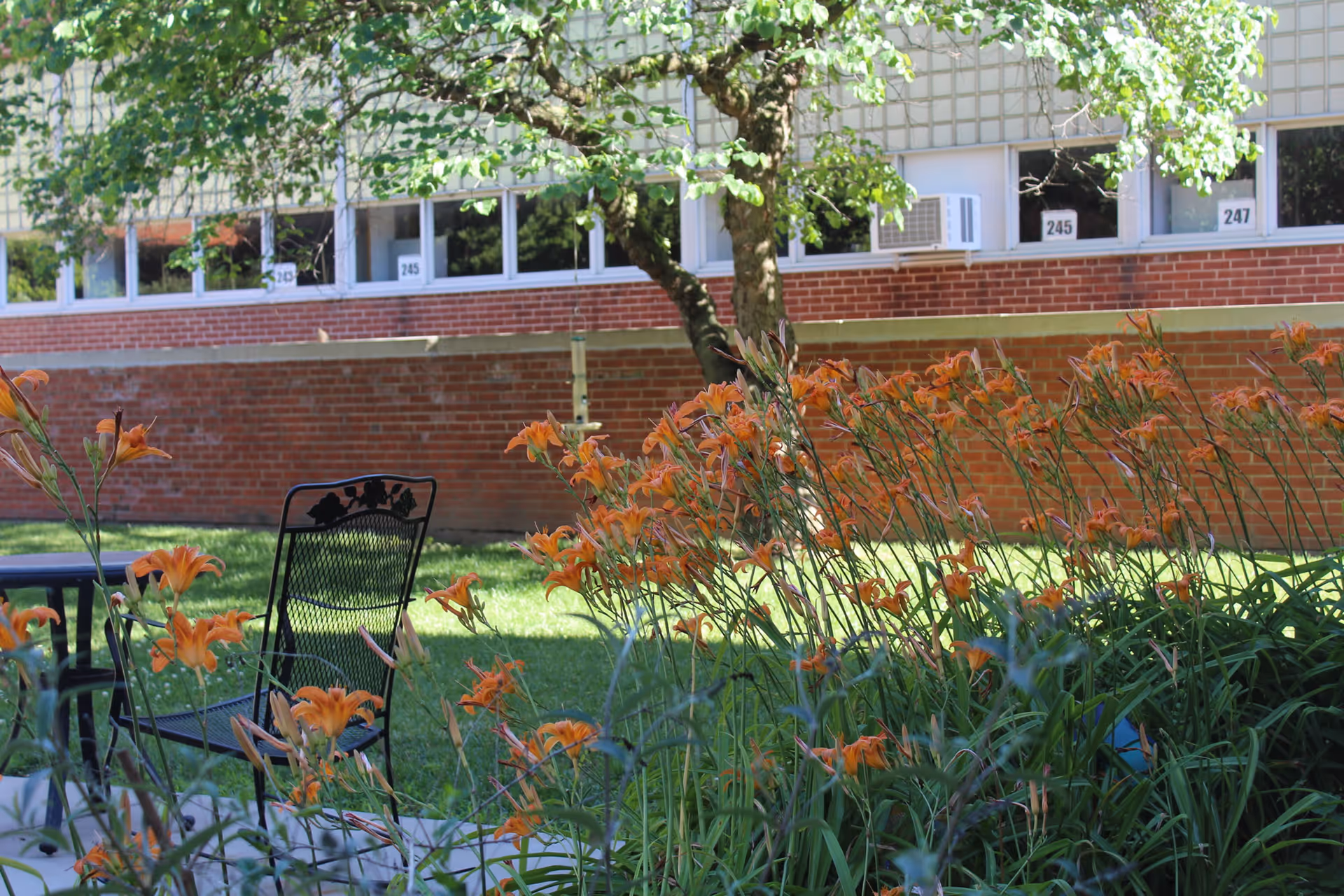 Outdoor garden area with orange flowers in bloom, a black metal chair and table set on a grassy lawn, and a brick building with windows in the background.