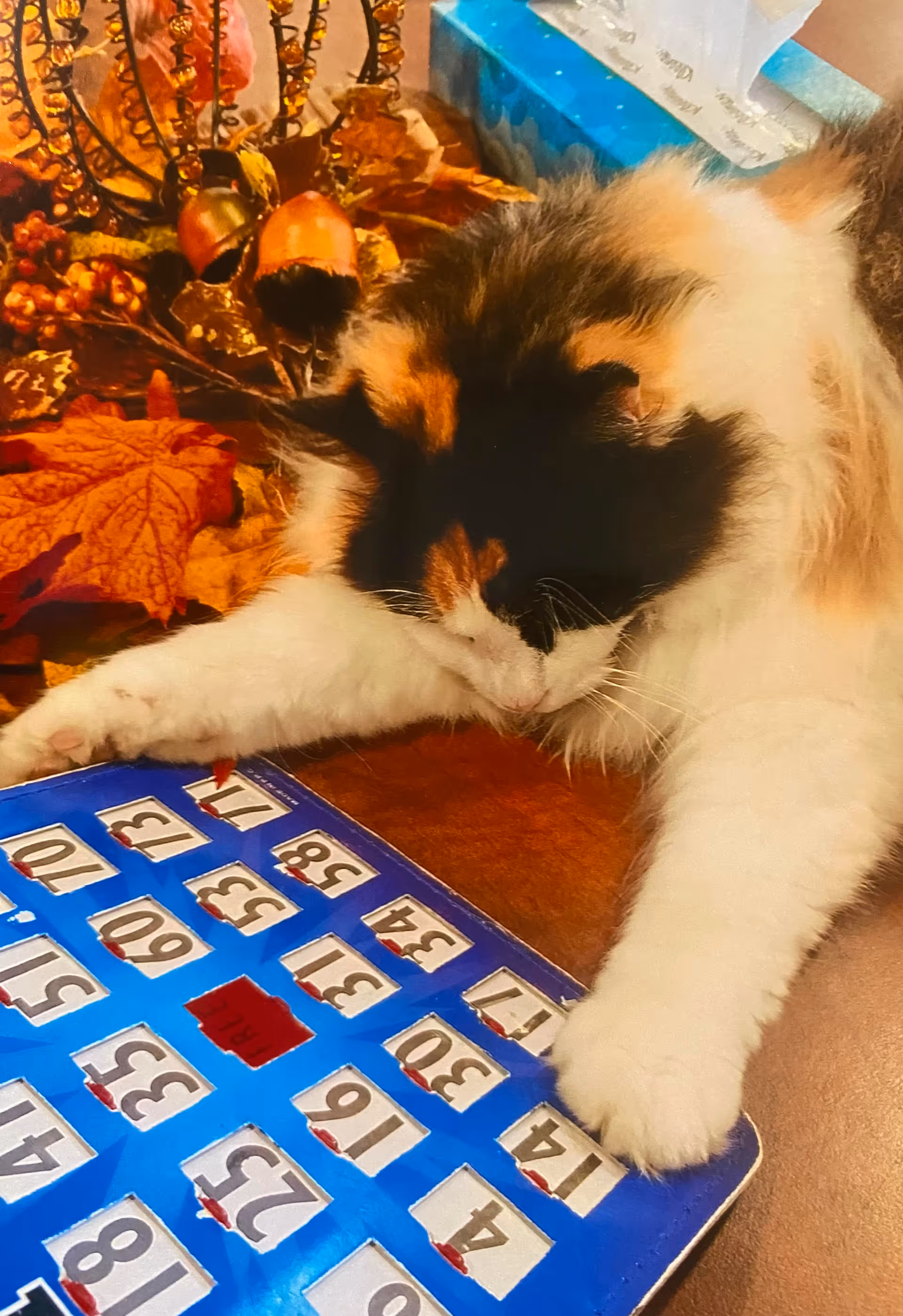 A calico cat lying on a table with its paws stretched out over a blue bingo card. In the background, there are autumn-themed decorations including leaves, acorns, and berries.