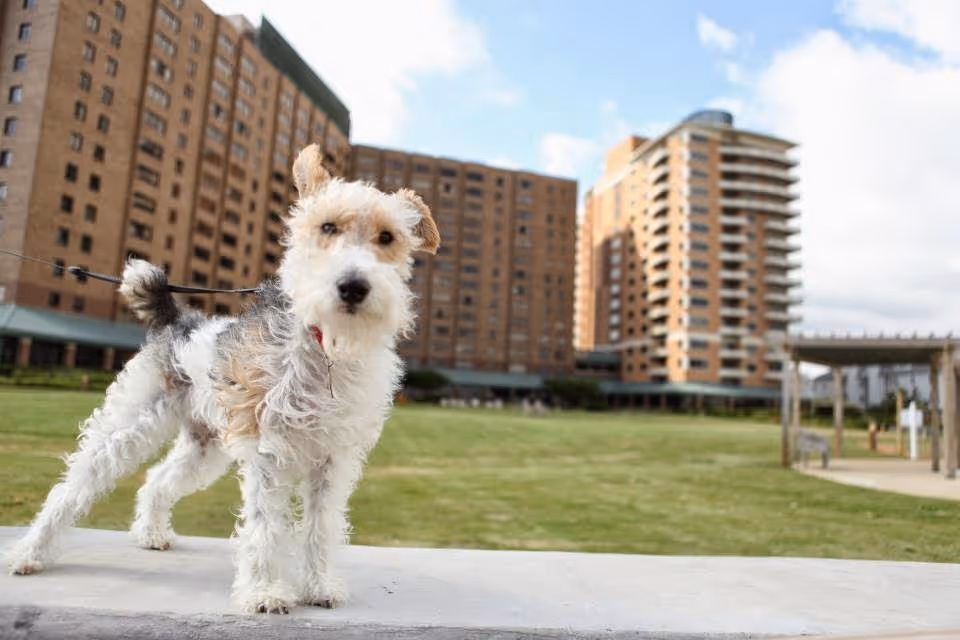 A small white and brown dog with curly fur standing on a low concrete wall in front of a large multi-story brick building with balconies, set against a partly cloudy sky and a grassy lawn.