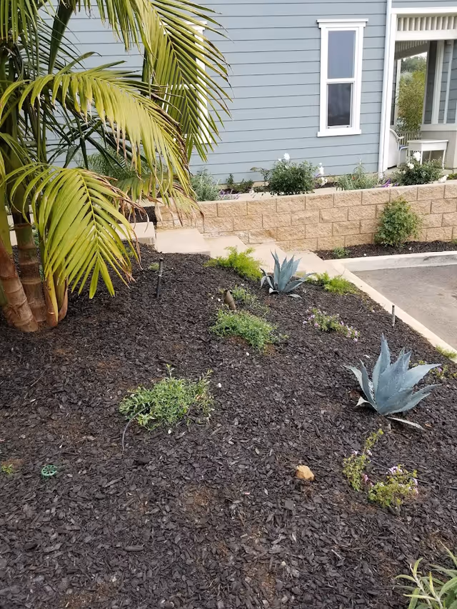 Mulched front garden with palm and agave plants beside a light blue building and low retaining wall.
