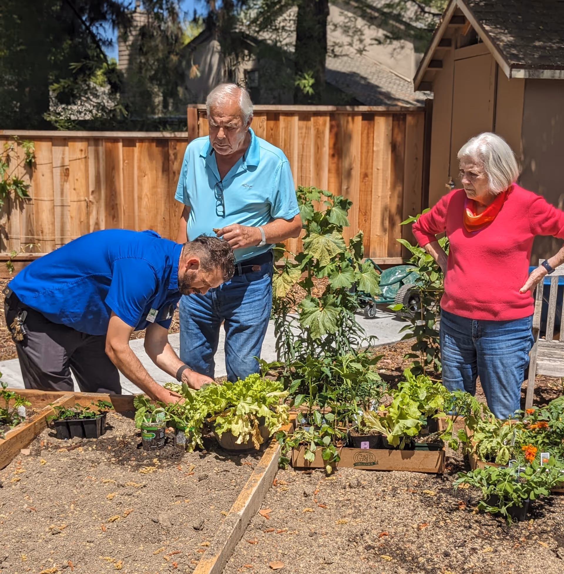 Three people in an outdoor garden area with raised garden beds. One man in a blue shirt is tending to plants, while an older man in a light blue polo and an older woman in a red sweater watch. There is a wooden fence and a small shed in the background.