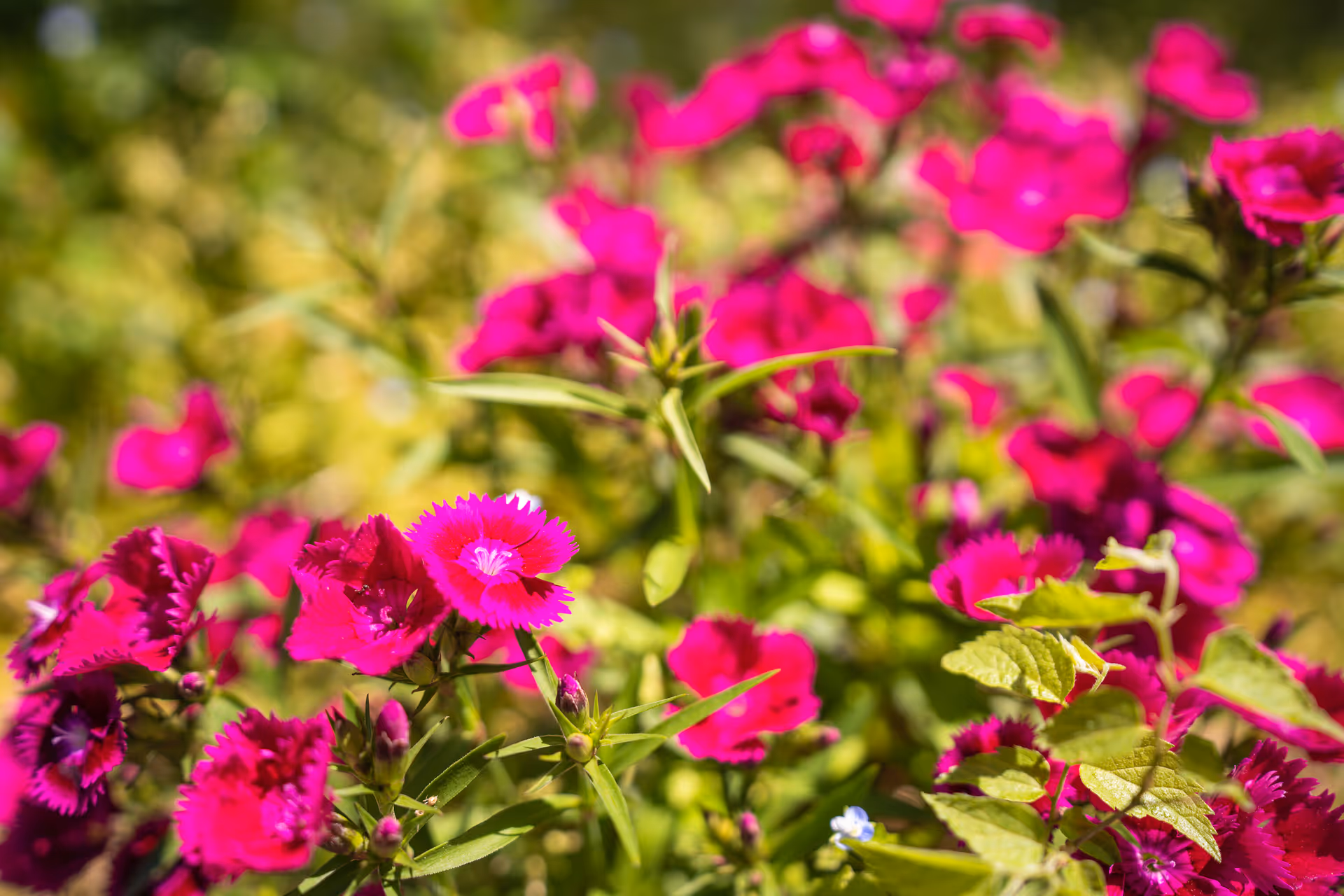 Close-up of vibrant magenta flowers with green leaves in a garden setting, with a softly blurred background of more greenery and flowers.