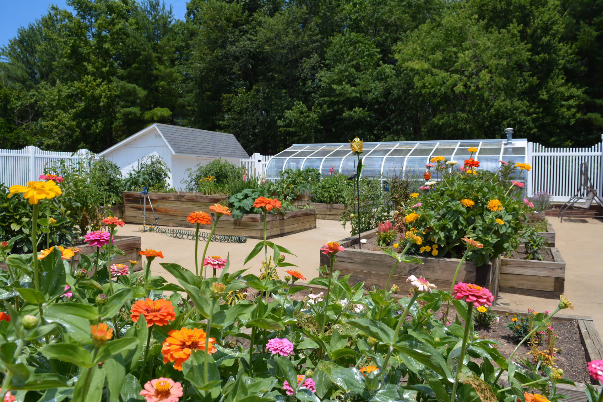 A vibrant garden area with colorful flowers in raised wooden beds, a small white shed, a greenhouse structure, and a white fence surrounding the garden. Trees are visible in the background under a clear sky.