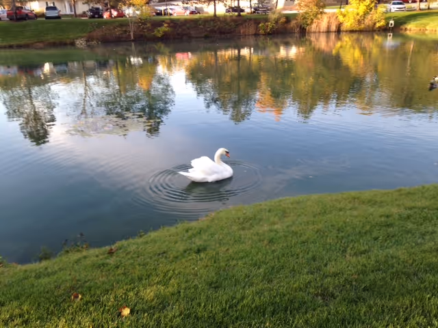 A white swan swimming in a calm pond surrounded by green grass with trees and parked cars in the background reflecting on the water surface.