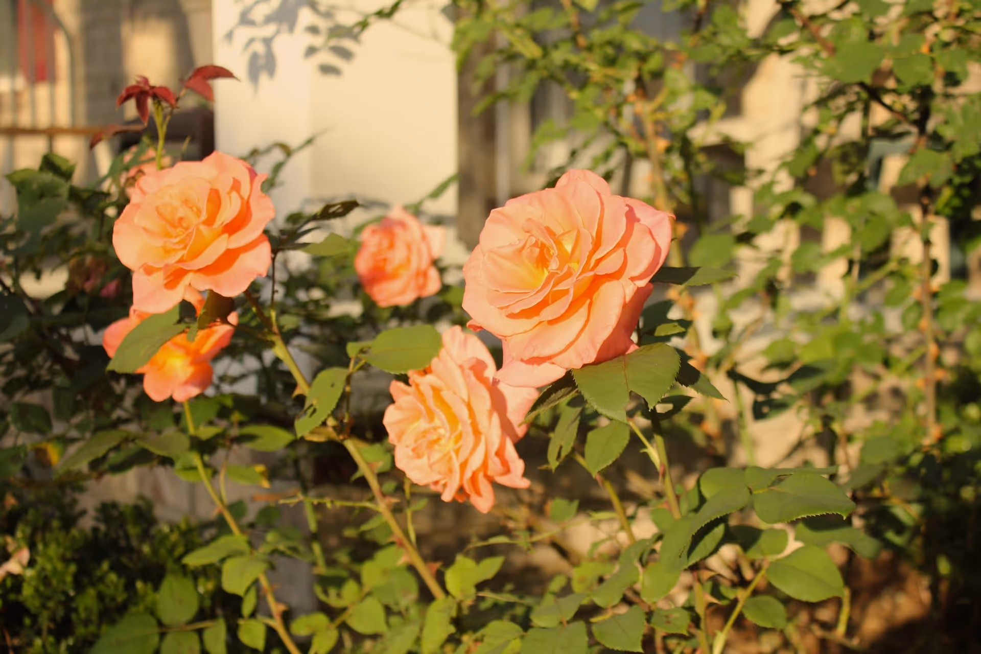 Close-up of peach-colored roses blooming on a bush with green leaves, set against a blurred background of a building and sunlight.