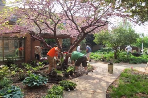 Several people working in a garden area with a curved pathway, planting and tending to plants under a tree with pink blossoms, surrounded by greenery and shrubs near a building.