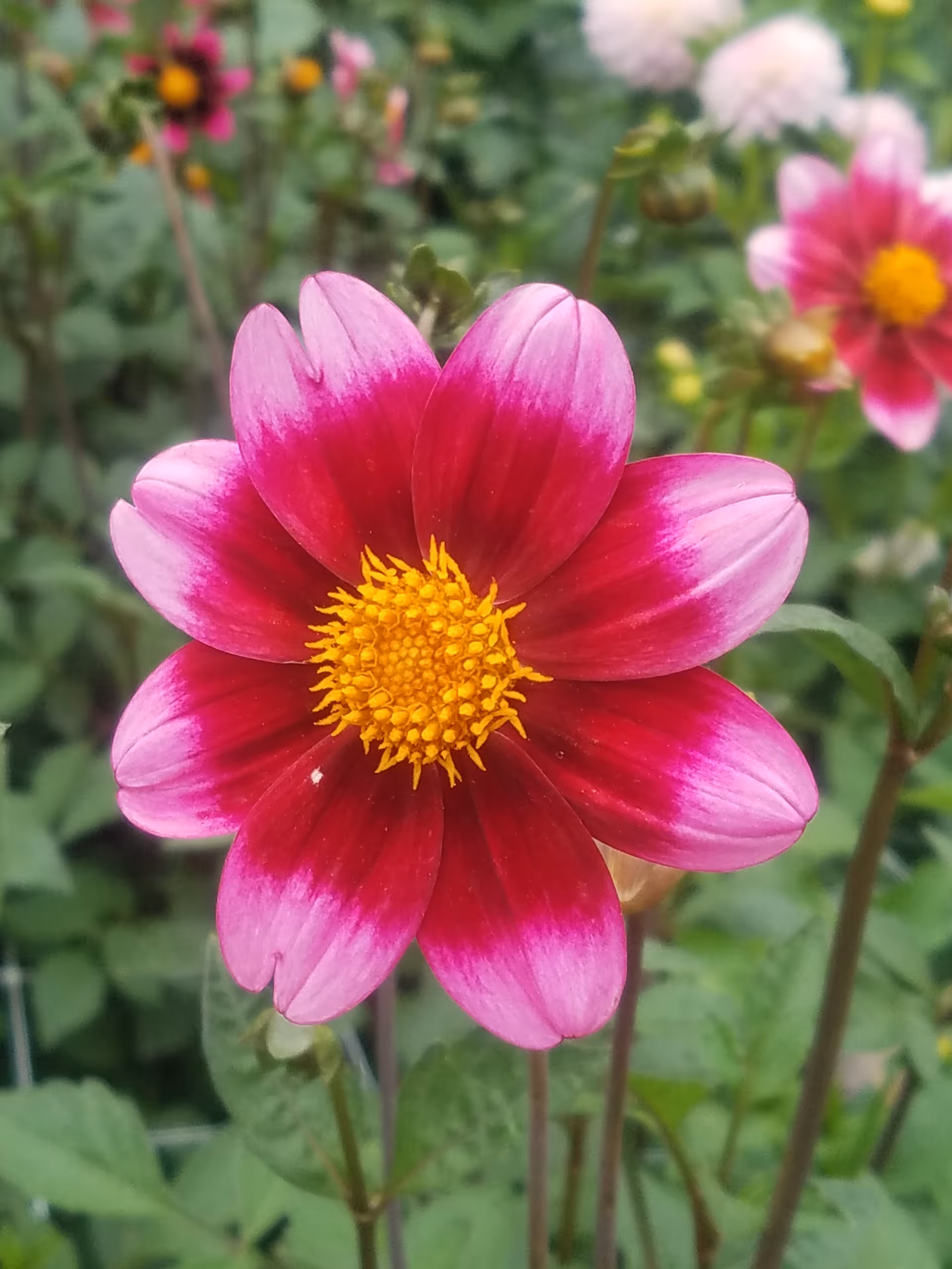 Close-up of a vibrant pink and white flower with a bright yellow center, surrounded by green foliage and other similar flowers in the background.