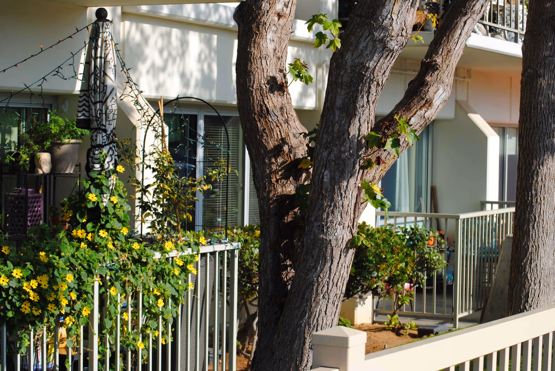 Balconies of a residential building with metal railings, yellow flowering vines and large trees in front.