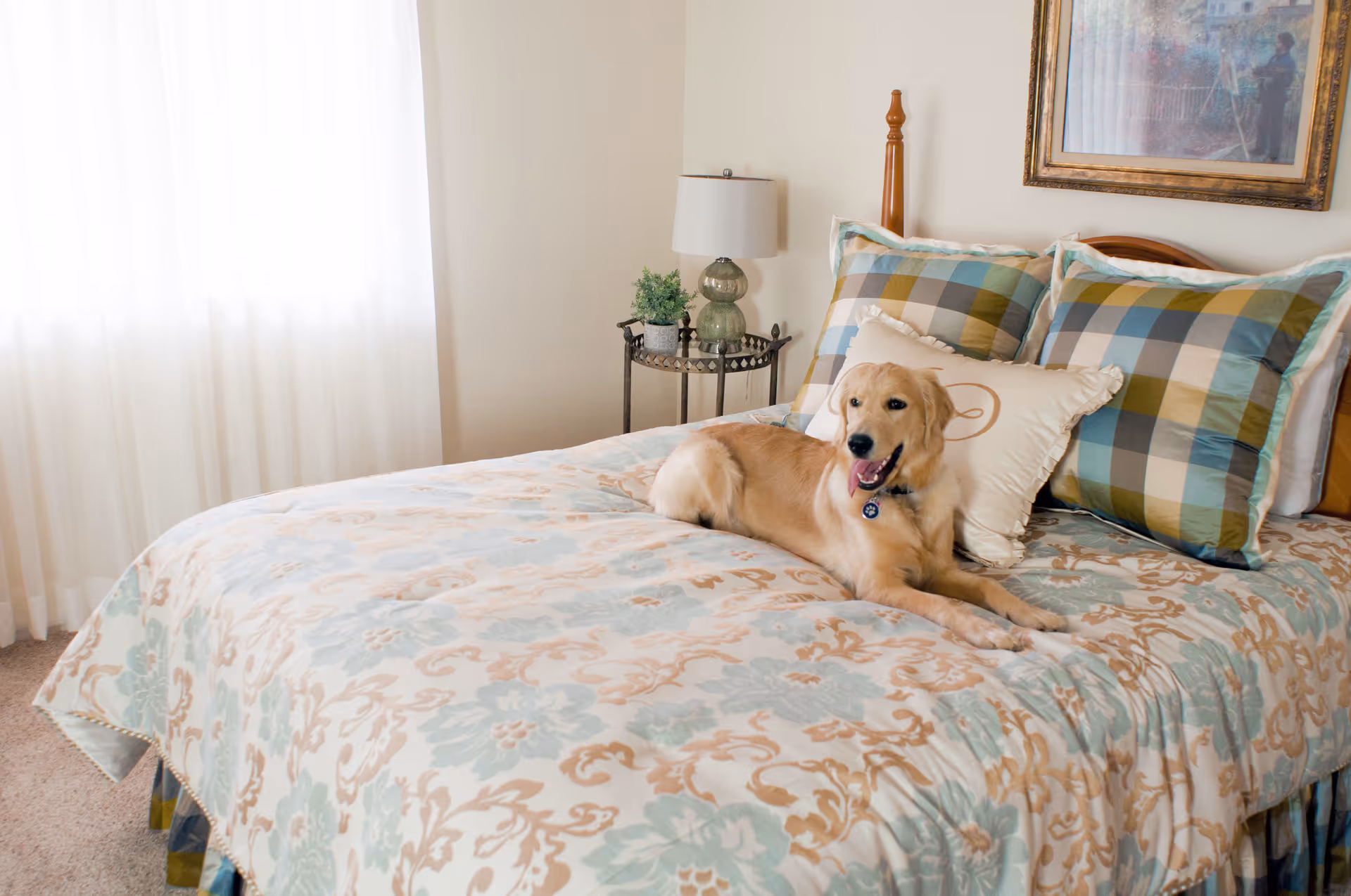 A golden retriever dog lying on a neatly made bed with a floral patterned bedspread and plaid pillows in a bright bedroom with sheer white curtains and a small side table with a lamp and plant.