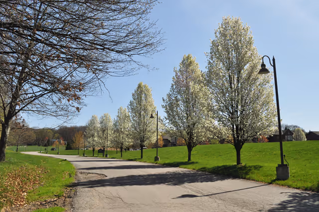 A paved road lined with blooming white flowering trees on a grassy hill under a clear blue sky, with street lamps along the road and houses visible in the background.