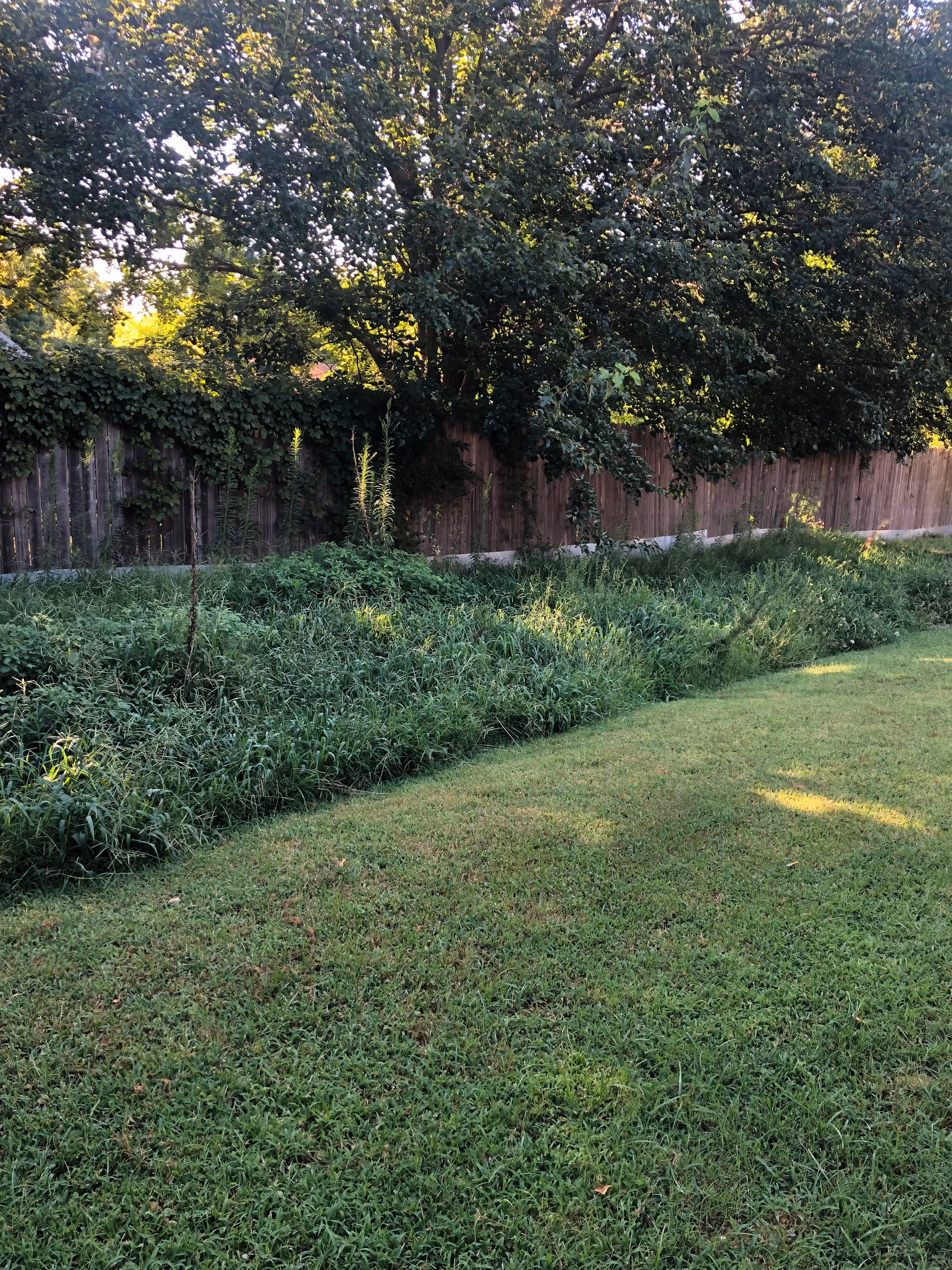 A green grassy yard with taller overgrown plants along a wooden fence and large trees in the background.