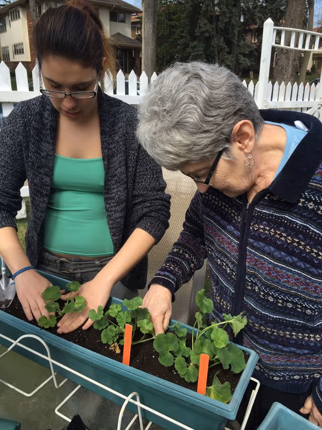 An elderly woman and a younger woman are gardening together outdoors, planting green leafy plants in a rectangular planter box. They are focused on their task, with a white picket fence and trees visible in the background.