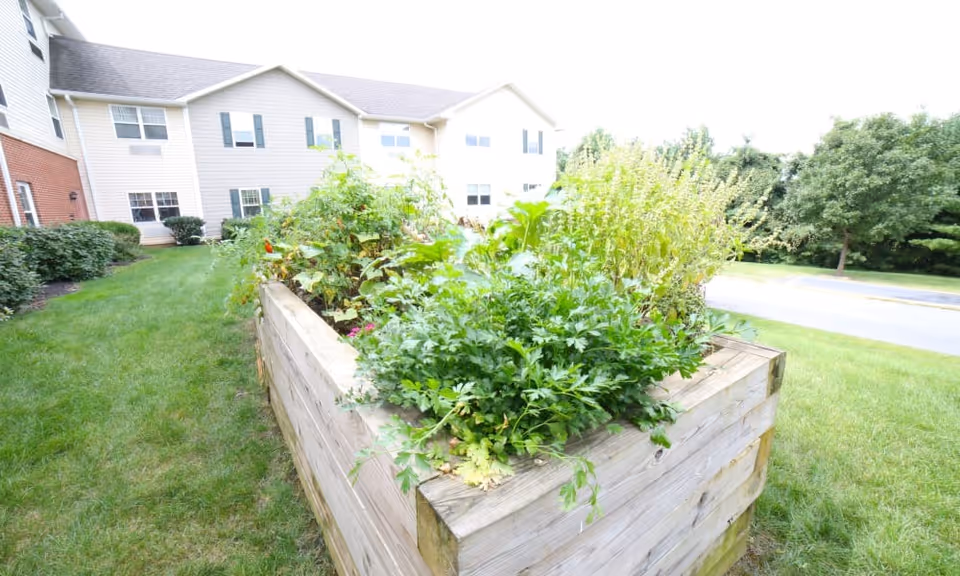 Raised wooden garden bed filled with various green plants and herbs, situated on a grassy area next to a multi-story residential building with beige siding and multiple windows.