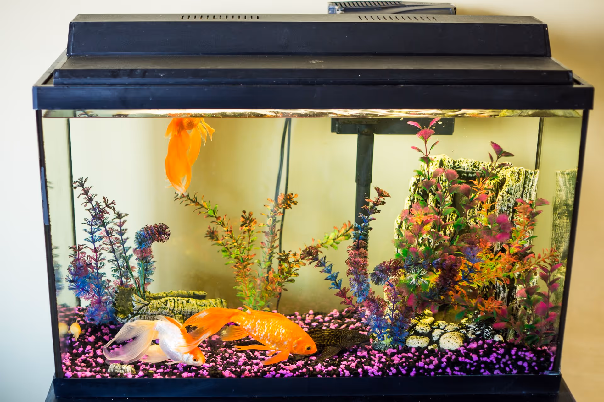 A rectangular fish tank with a black lid containing colorful gravel, artificial plants, and three goldfish swimming inside.