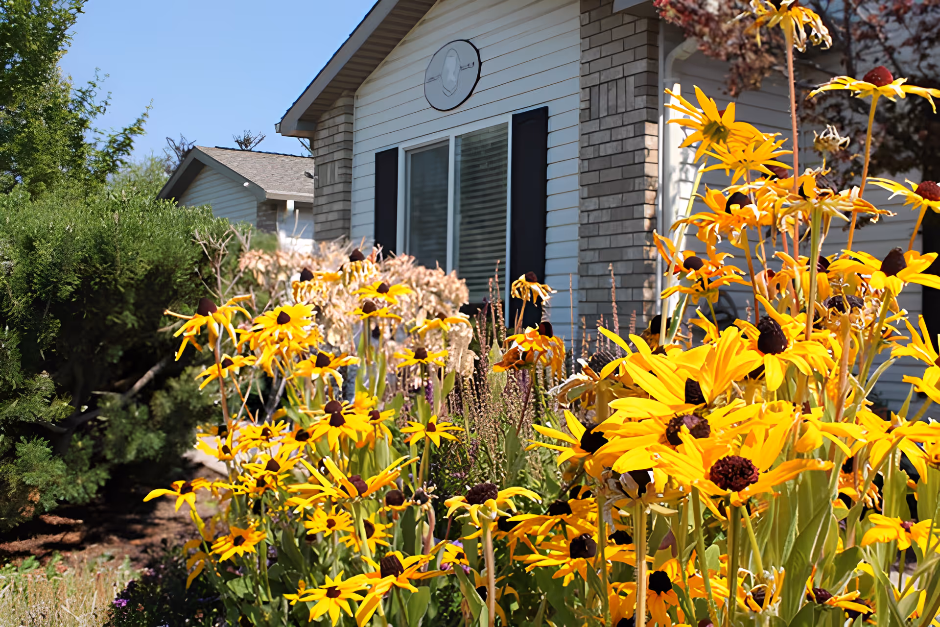 Bright yellow flowers with dark centers in a garden bed in front of a white building with brick accents and black shutters under a clear blue sky.