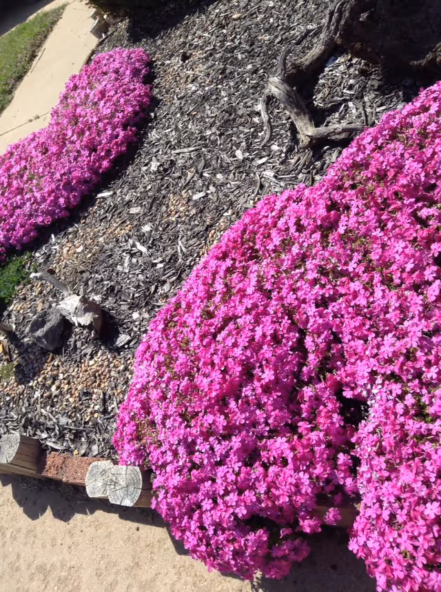 A garden bed with vibrant pink flowers and mulch, bordered by a sidewalk and wooden edging. There are some pieces of driftwood or decorative wood placed within the mulch area.
