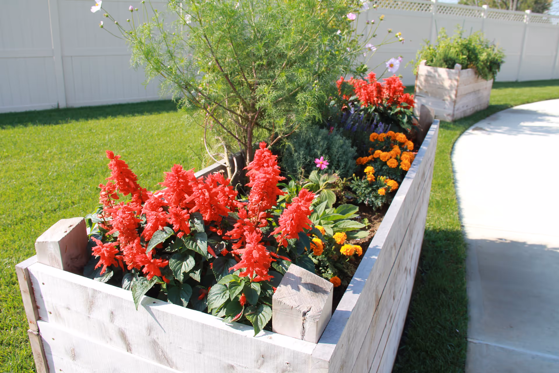 A raised wooden garden bed filled with vibrant red, orange, and purple flowers and green plants, situated next to a concrete pathway and a green lawn with a white fence in the background.