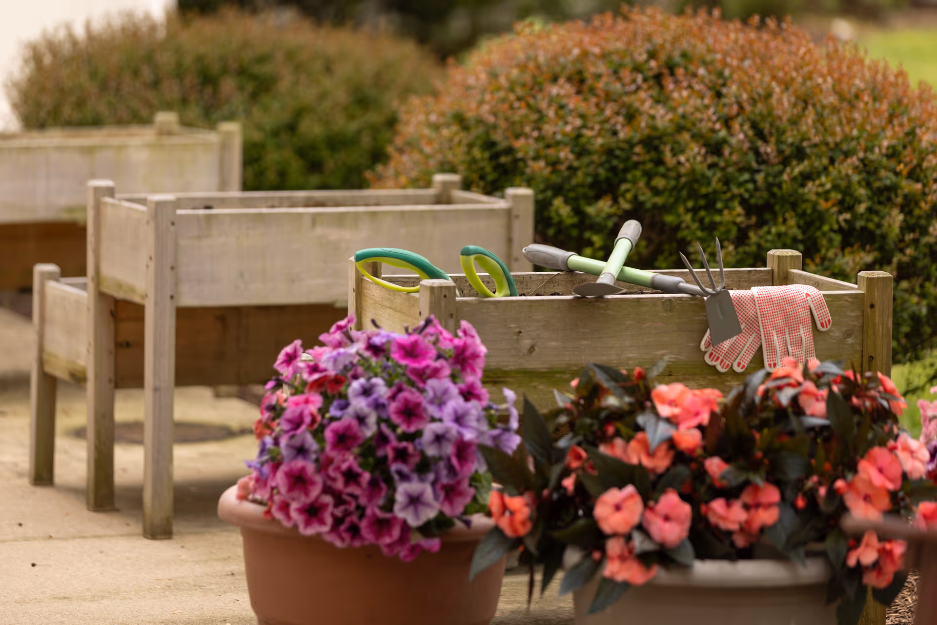 Raised wooden planters with gardening tools and gloves beside pots of pink and purple flowers in an outdoor garden.