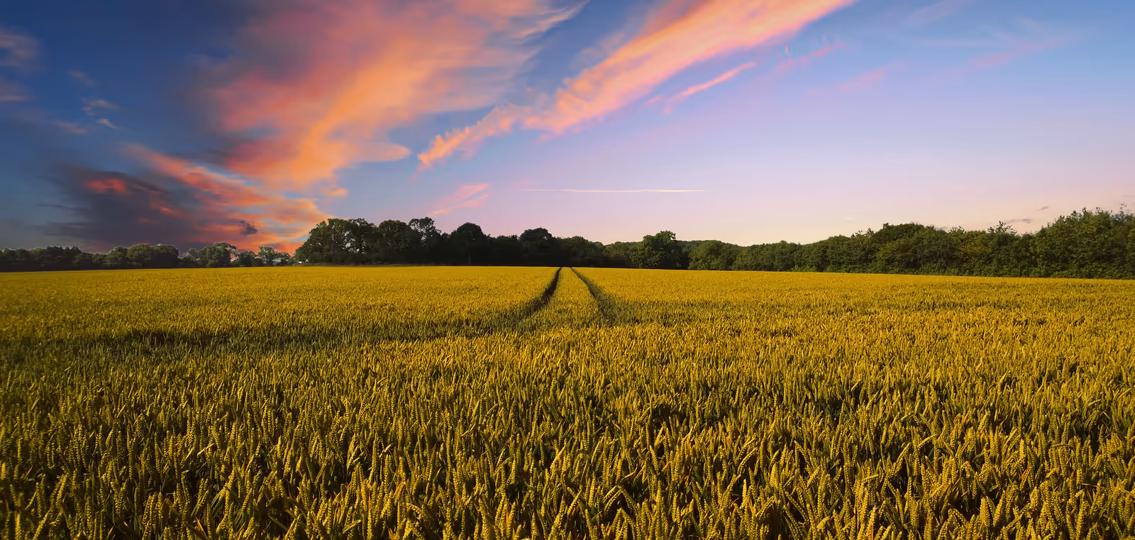 A vast golden wheat field under a colorful sky at sunset with pink and orange clouds, bordered by a line of trees in the distance.