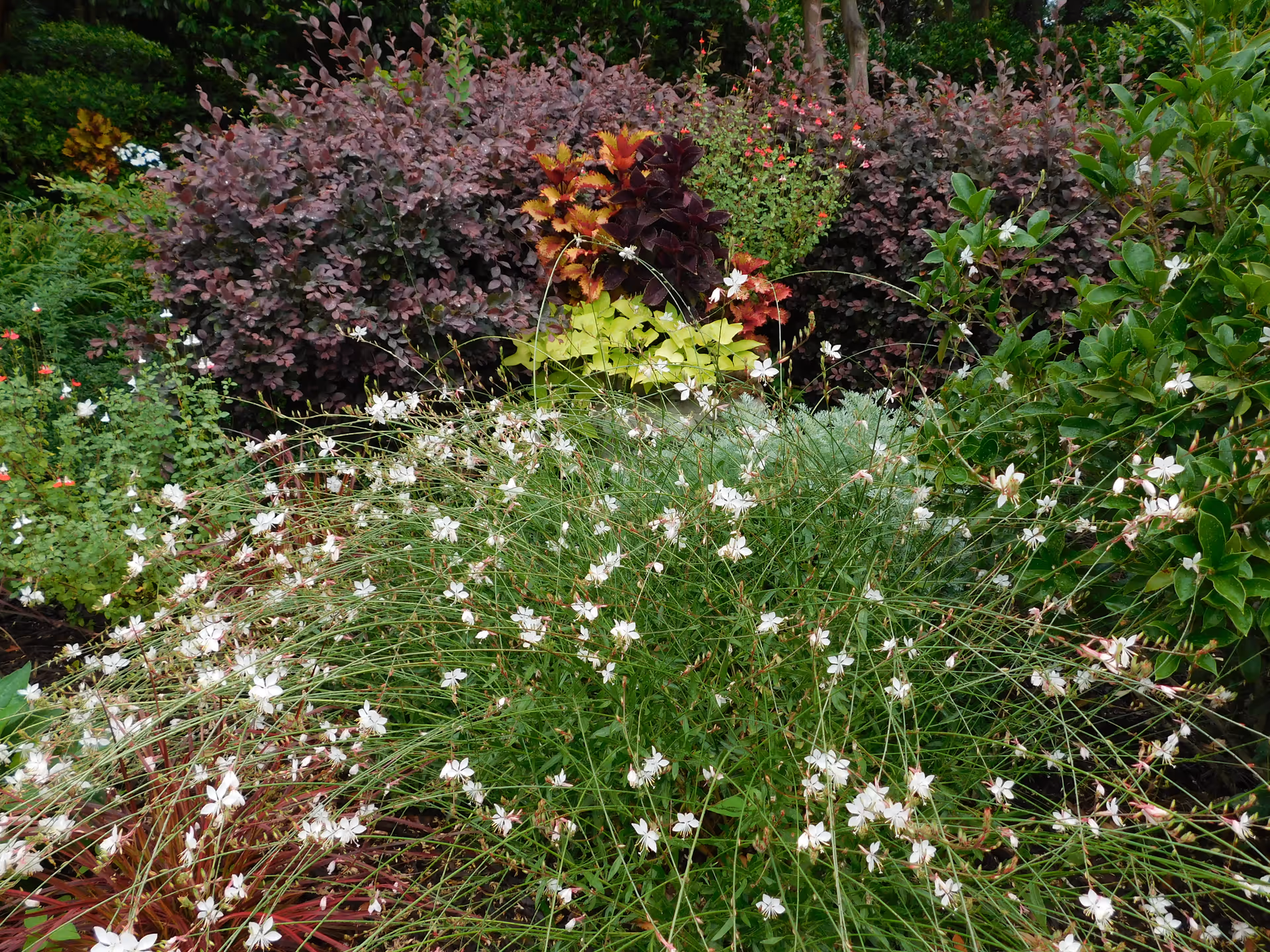 A lush garden bed featuring delicate white flowers on thin stems in front of purple and green shrubs.