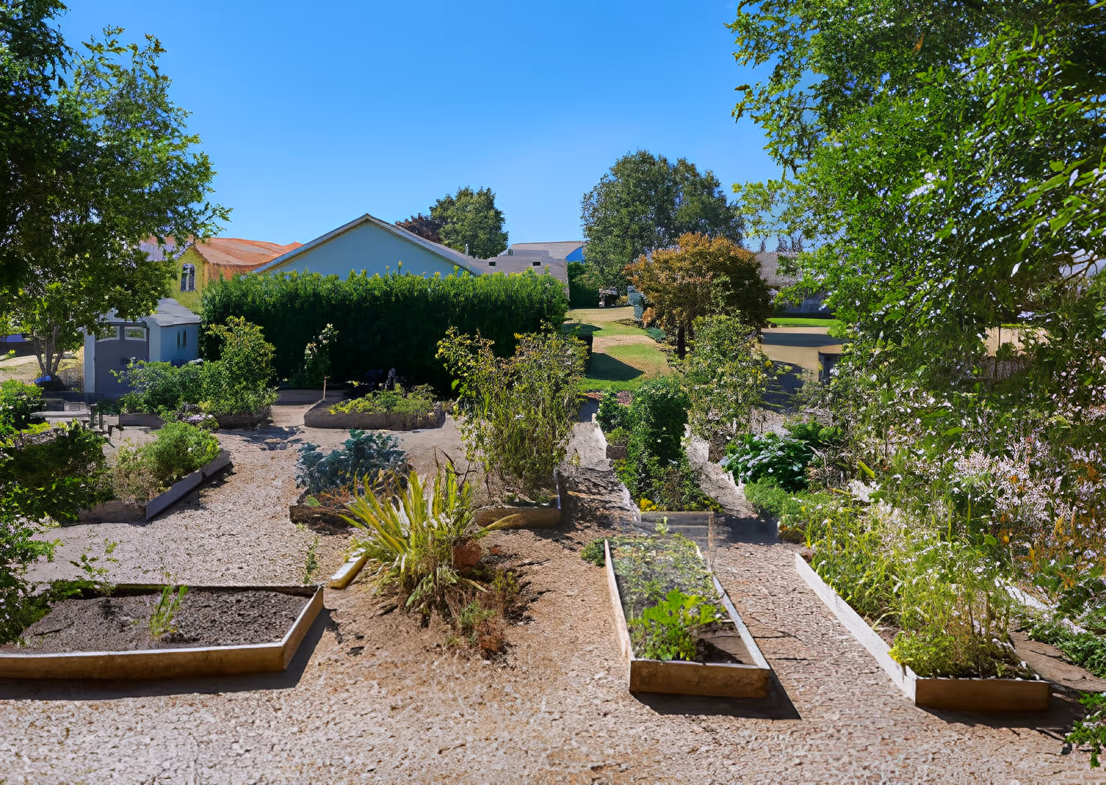 A sunny outdoor garden area with multiple raised garden beds containing various plants and shrubs. Trees and bushes surround the garden, and residential buildings are visible in the background under a clear blue sky.
