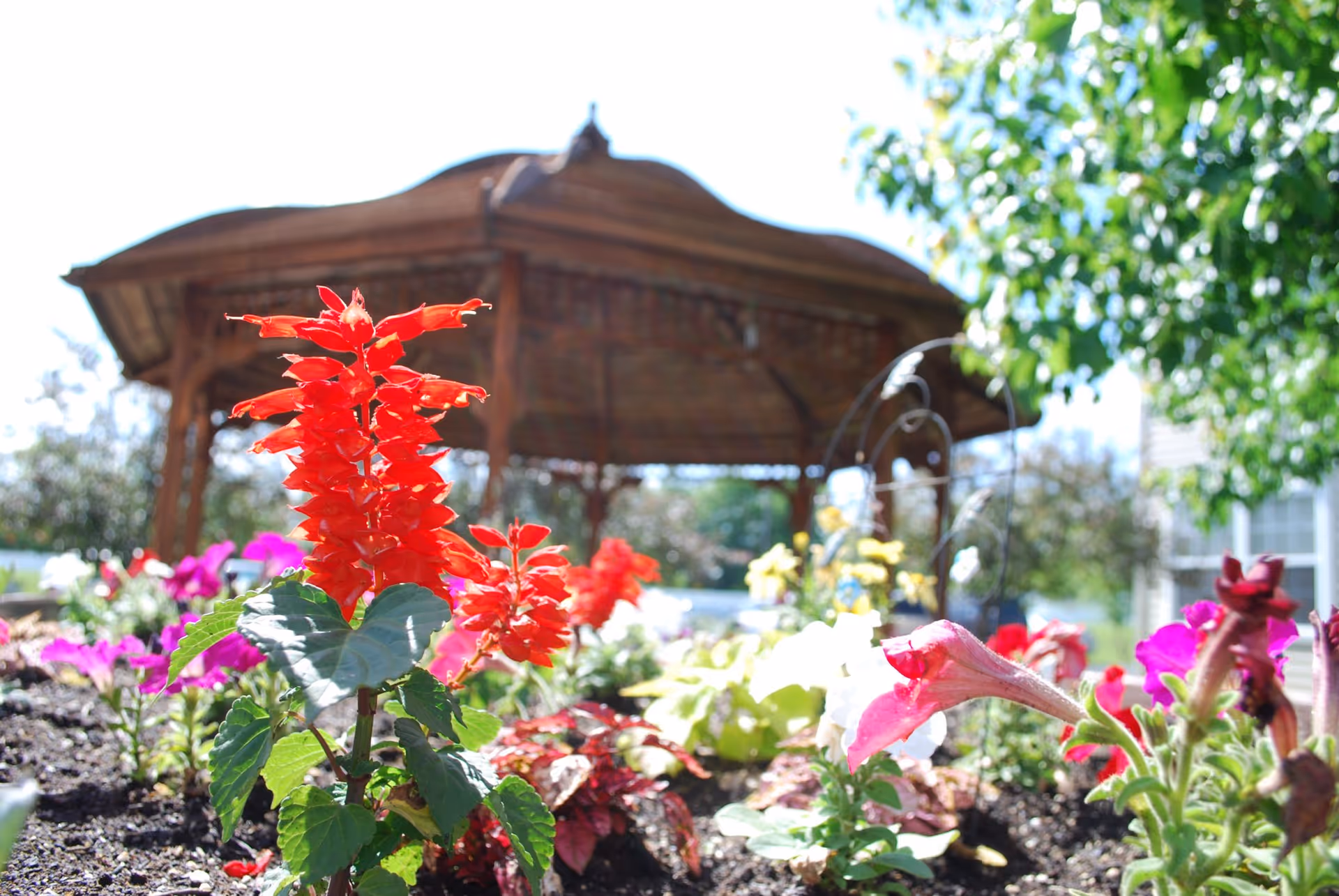 Close-up of vibrant red and pink flowers in a garden bed with a wooden gazebo and green trees in the background under a bright blue sky.