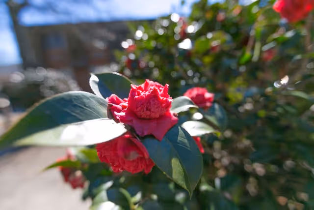 Close-up view of vibrant red flowers surrounded by green leaves, with a blurred background of a building.