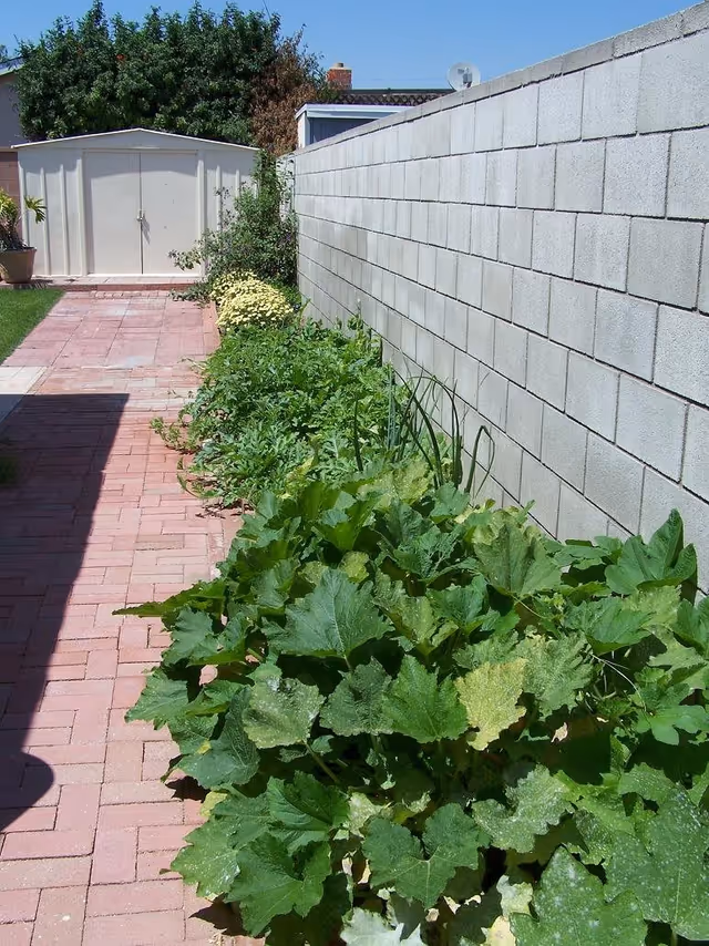 A narrow outdoor garden area with a brick pathway on the left and a concrete block wall on the right. There are various green plants and shrubs growing along the base of the wall. In the background, there is a white shed and some trees under a clear blue sky.