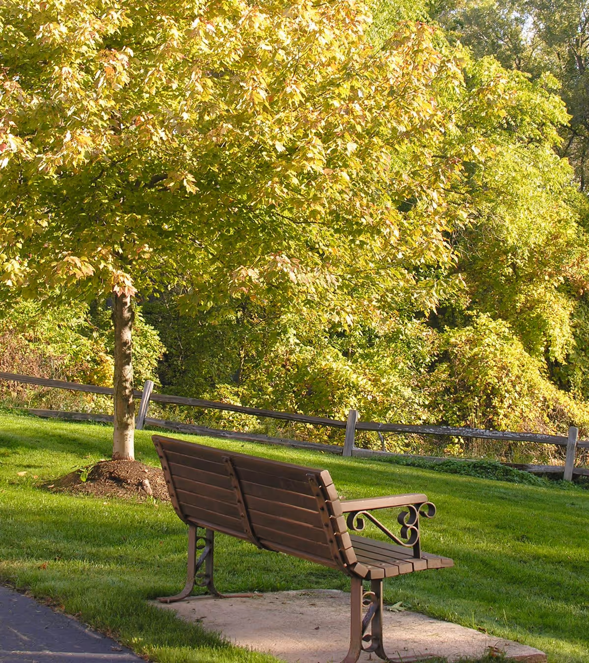 A wooden park bench on a concrete slab in a grassy area with a tree nearby and a wooden fence in the background, surrounded by lush green foliage.