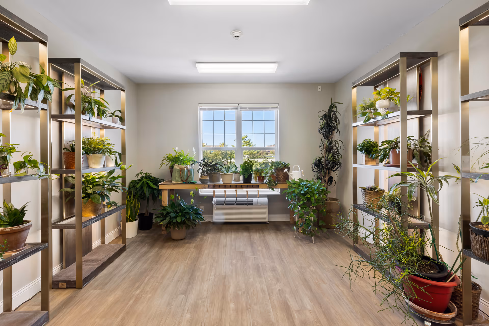 A bright indoor room with wooden flooring and a large window letting in natural light. The room features multiple shelves filled with various potted green plants and a wooden table beneath the window also holding several plants. The walls are light-colored, and the overall atmosphere is calm and inviting.