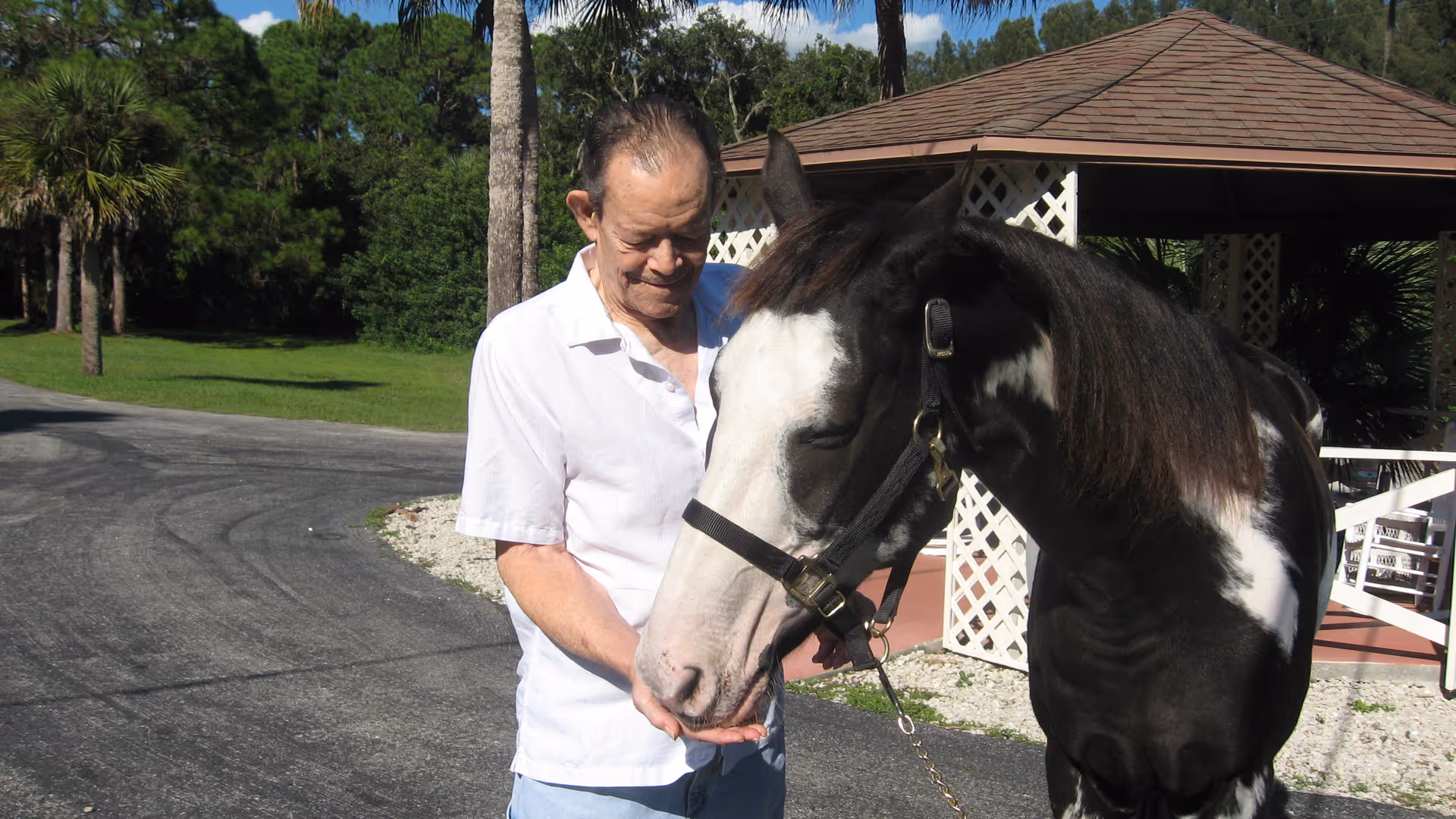 An elderly man wearing a white shirt is standing outside on a paved path, gently feeding a black and white horse. In the background, there is a gazebo with a brown roof and white lattice panels, surrounded by greenery and trees under a blue sky with some clouds.