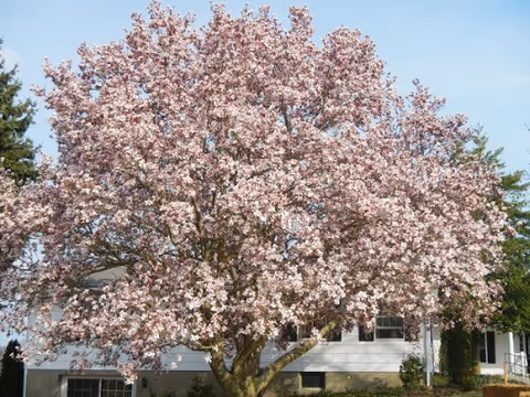 A large tree covered in pink blossoms in full bloom stands in front of a white residential building under a clear blue sky.