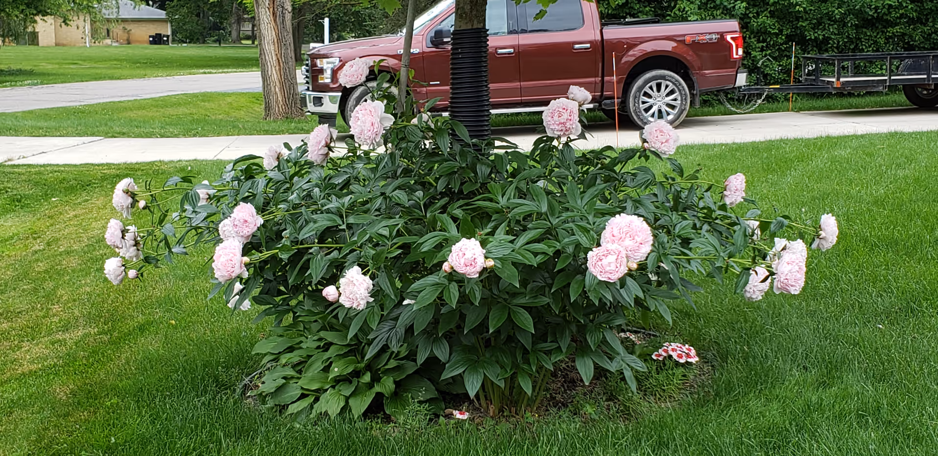A lush green garden area with a bush of blooming light pink peonies surrounding the base of a tree. In the background, there is a red pickup truck parked on a driveway and a residential street with houses and trees.