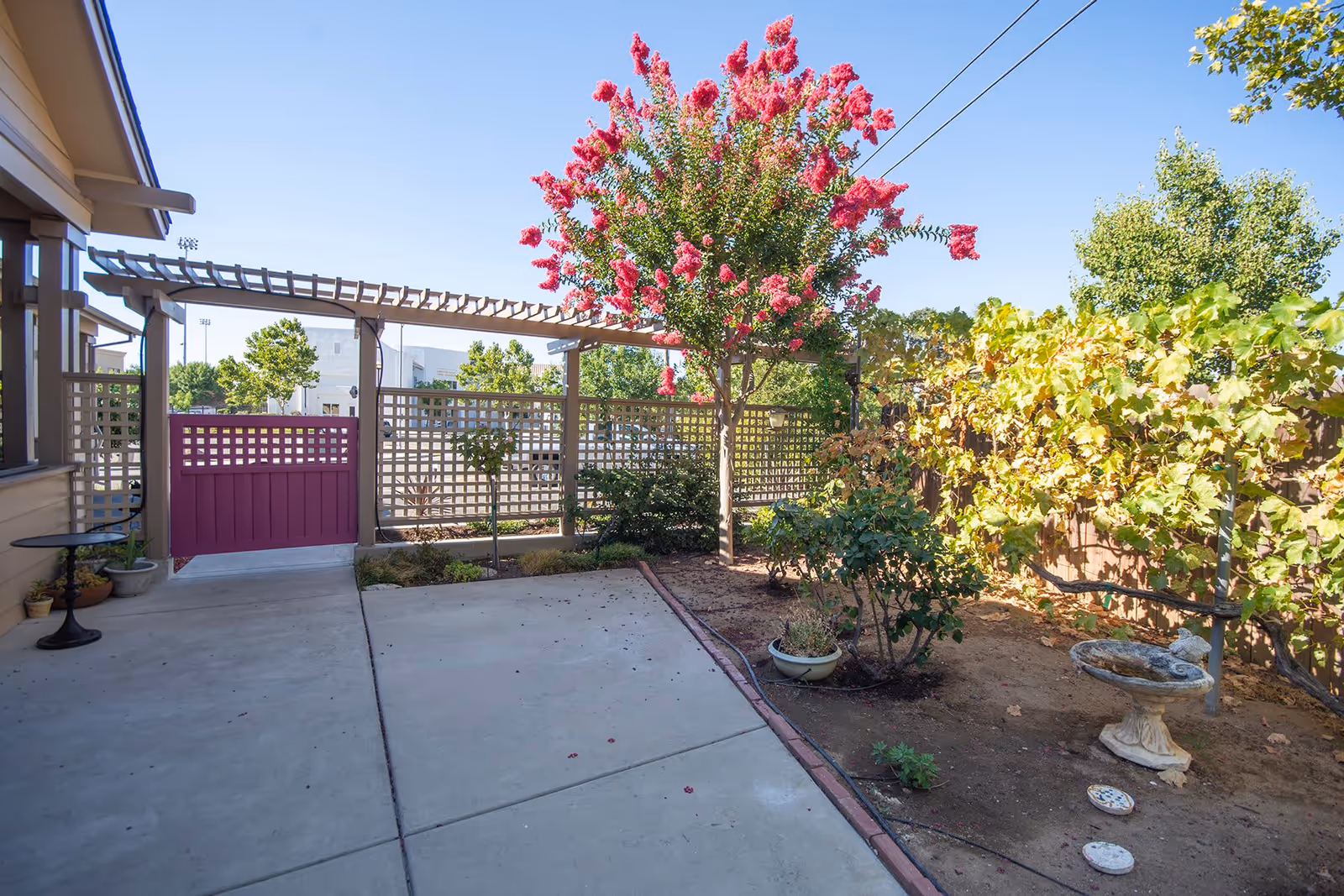 Outdoor patio area with a concrete floor, a small table with potted plants, a lattice fence with a purple gate, a flowering tree with bright pink blossoms, and various shrubs and plants along the garden bed under a clear blue sky.