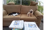 A brown sofa with a black and white cat sleeping on the left side and a small beige dog sitting on the right side. In front of the sofa, there is a table with several newspapers stacked on it. The background shows a window with greenery outside.