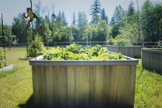 Raised wooden garden planters in a sunny outdoor courtyard with trees.