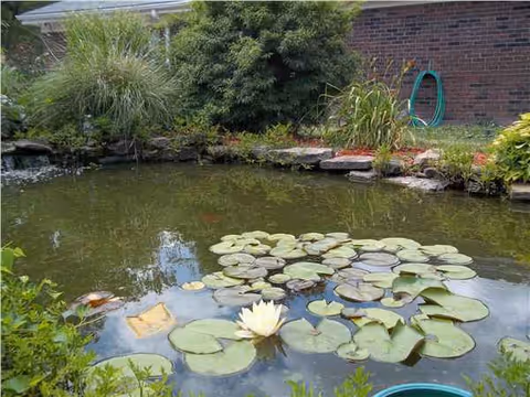 Outdoor garden pond with lily pads, rocks, and surrounding greenery near a brick building.