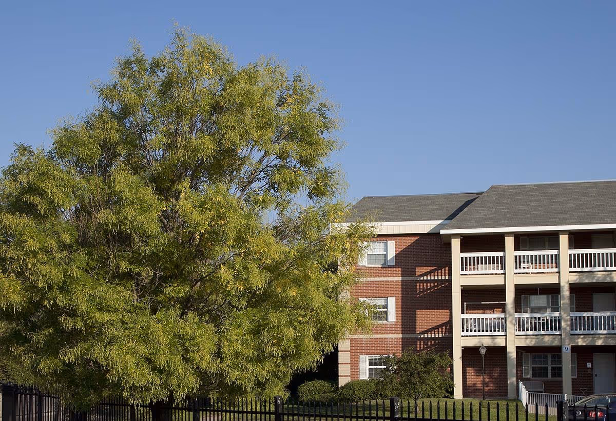 A large green tree in front of a three-story brick building with white balconies and a gray roof under a clear blue sky.