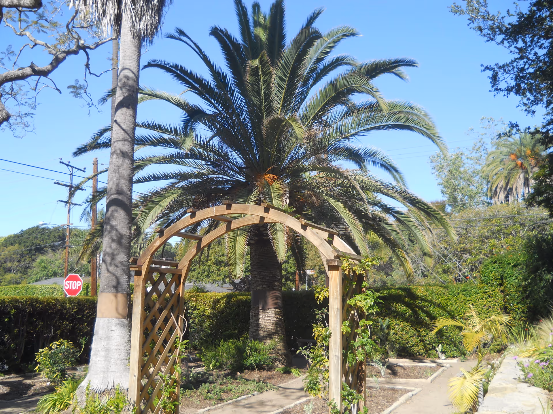 Wooden lattice garden arbor with climbing plants in front of a large palm tree under a clear blue sky.