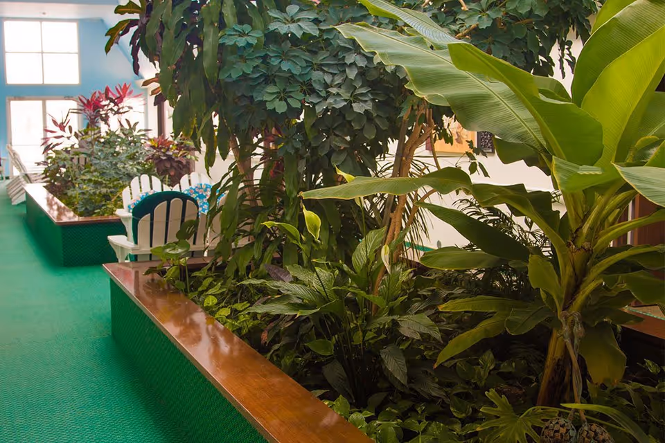 Indoor garden area with various green plants and large leaves, surrounded by a wooden border. In the background, there are white Adirondack chairs with blue cushions placed near a window letting in natural light. The floor is covered with green carpet.
