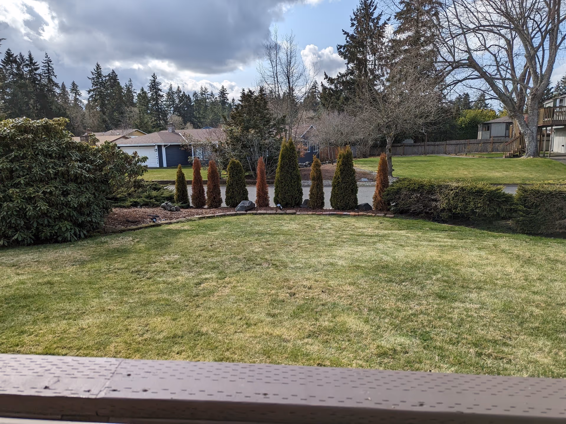 View of a grassy yard with a row of small evergreen trees and shrubs along the edge, a street and houses in the background under a partly cloudy sky.