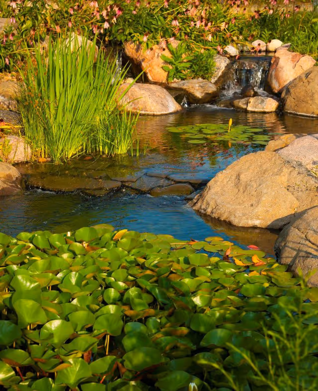 A serene outdoor pond surrounded by rocks and lush green plants, with water lilies floating on the surface and a small waterfall in the background.