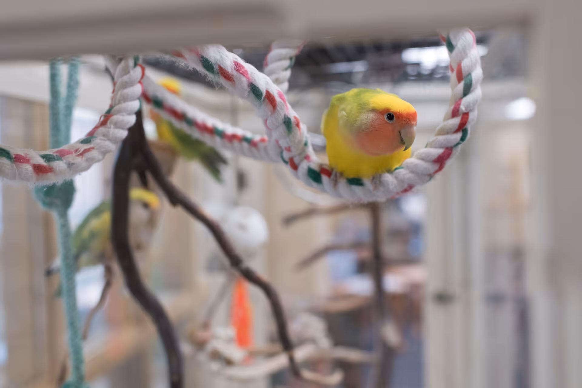 A close-up of a colorful small bird, primarily yellow with green and orange hues, perched on a twisted rope perch inside a cage. The background is blurred, showing parts of the cage and other birds.